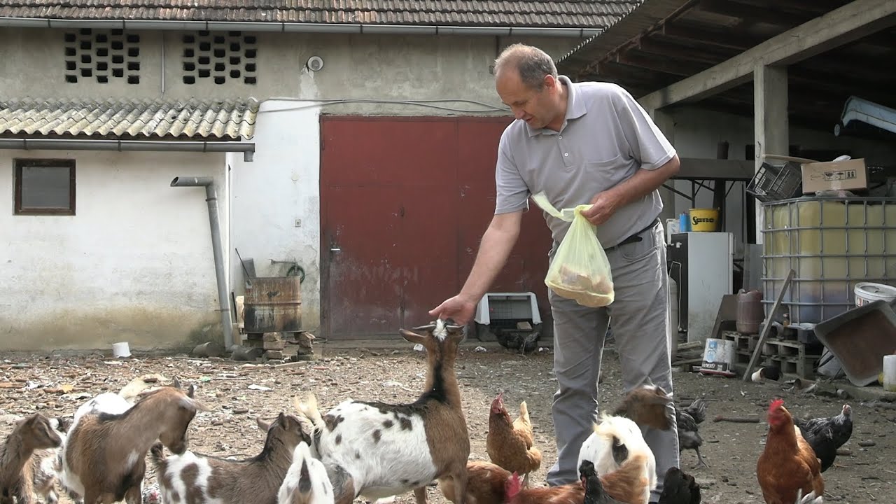 Zanimljivo imanje Mate iz Sibinja - Zlatno klasje #307