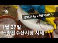 [최신시세정보] 이번시즌 방어가 가장 저렴해요!  자연산 돌돔 1.5kg 등장!   1월 27일 노량진 수산시장