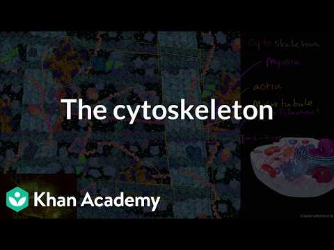 The cytoskeleton | Grade 11 | biology | NCERT | Khan Academy (IN accent)