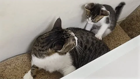 What Happens When the Rescued Kitten Likes the Big Cat So Much? │ Episode.128 - DayDayNews