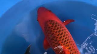 202010 SP-809 Maruhiro GR Ki Utsuri & Aka Matsuba 55-60 cm