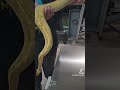 Proxima Reptilis 0.1 Enchi, Yellow Belly, Asphalt (Mardi Gras).