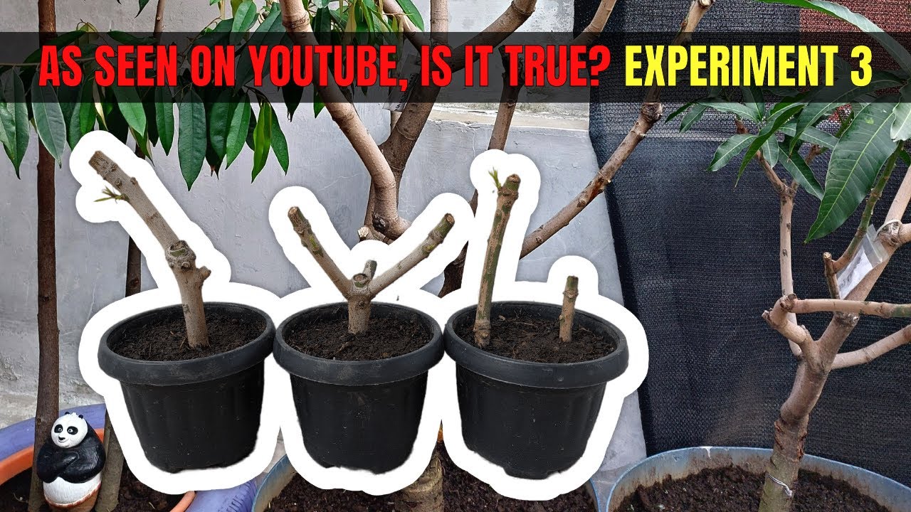 MANGO - EXPERIMENT 3 - Success or failure? - YouTube
