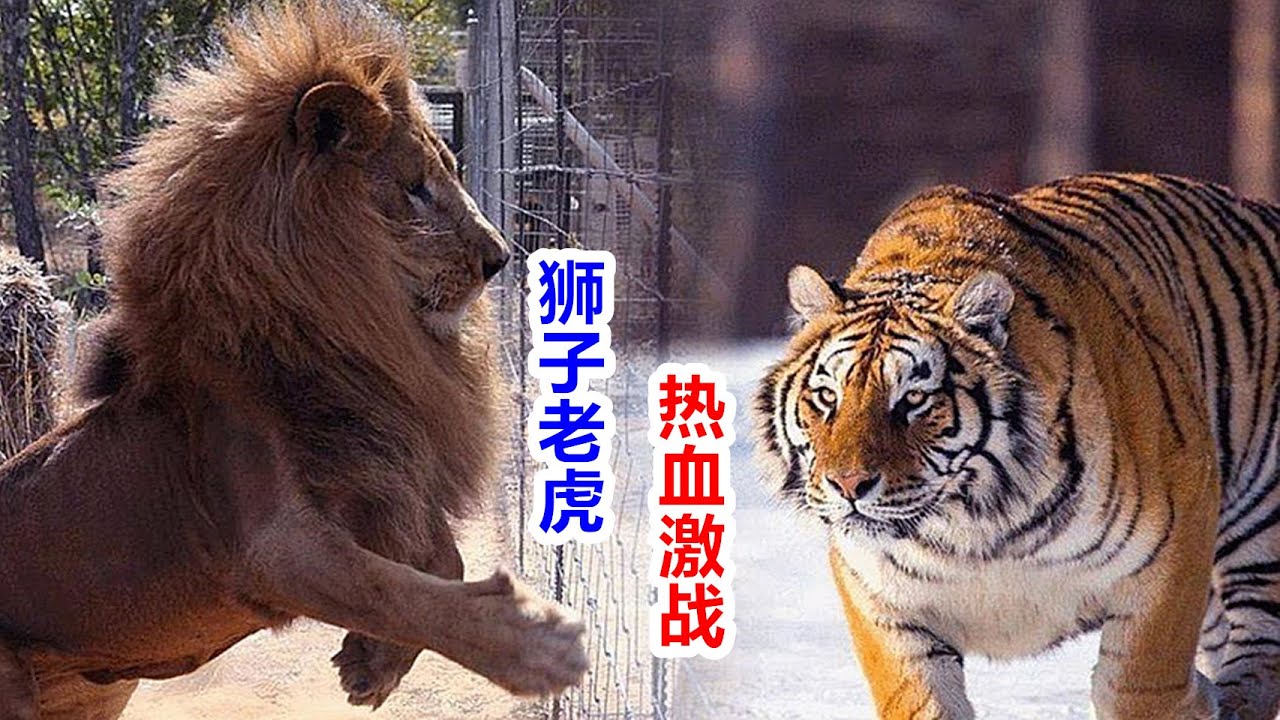 韩国狮虎园4 雄狮再起 韩国狮虎斗完整版中文解说 Tigers Fight Against Lions Korea Everland S Battle Of Part4 Youtube