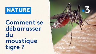 Moustique tigre : comment stopper l'invasion en Bourgogne ?