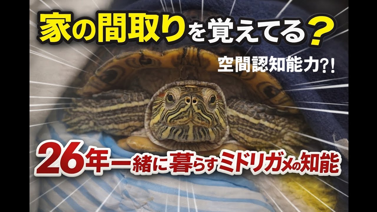 【亀犬】放し飼いのミドリガメは家の間取りを覚えてる？26年一緒に暮らすミドリガメの知能