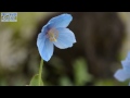 ヒマラヤの青いケシ　六甲高山植物園