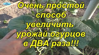 Увеличиваем урожай огурцов в ДВА(!!!) раза одним лёгким движением руки! видео