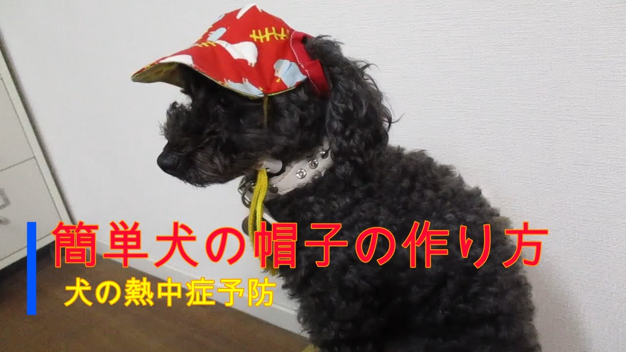 簡単な犬用帽子の作り方 トイプードル 犬 Youtube