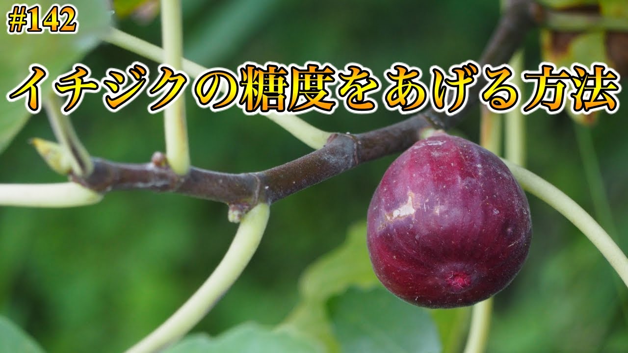 144 イチジクの葉が急激に落葉する病気 Youtube 144 イチジクの葉が急激に落葉する病気 Youtube