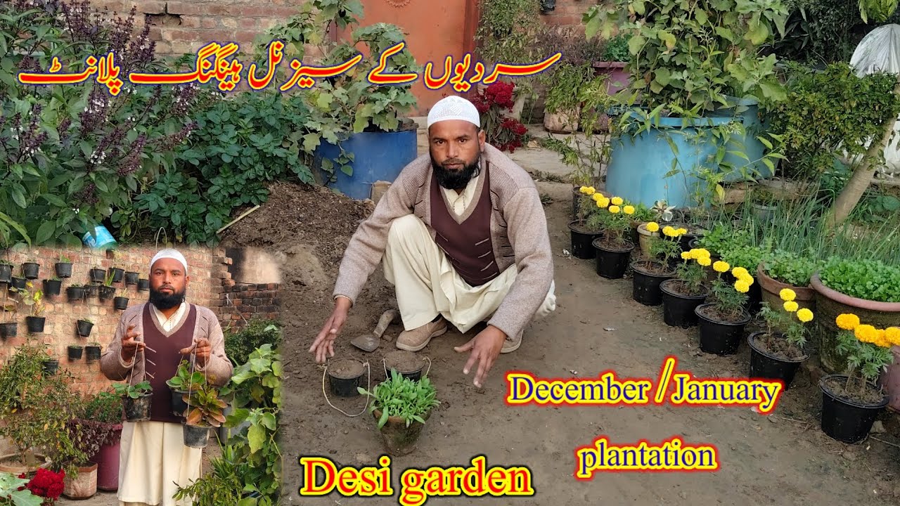 Sardiyon ke seasonal hanging plants/December January plantation/desi Garden