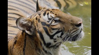 Attention of Big Cat Lovers! Watch and check out the Past and Present of the South China Tiger. by China Review Studio 100 views 4 months ago 1 minute, 38 seconds