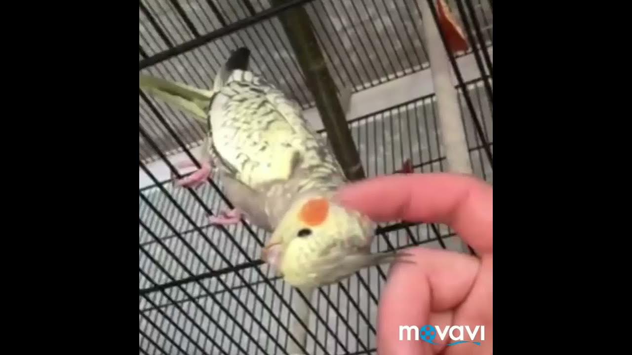 Гладят волнистого попугайчика. Как гладить попугая. Милый попугайчик эстетика. Ожереловый и корелла. Волнистый попугай гладят.