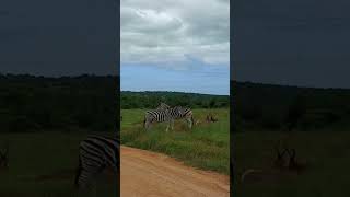 Зебры и антилопы
