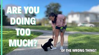 How to Socialise Your Puppy Without Overwhelming Them