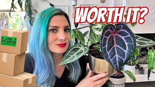 My Most Expensive Rare Houseplant Haul🌱   Plant Room GLOW UP✨
