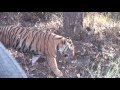 Tiger Sighting in Kanha National Park
