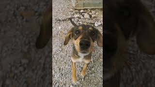 video of a dog looking at camera | cute dog | non copyright video