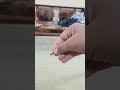 3.2.1 seed to parrot best camera transition mithu #FREESTYLE #foryou