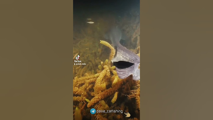 Когда сом атакует: захватывающая охота на рыбу! Сом атакует рыбу #сом #dalkefishing #рыбалка