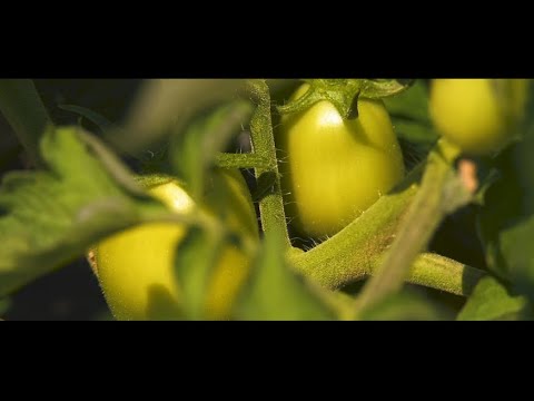 პომიდვრის ნაკვეთის მონიტორინგი სოფელ გრემში. 03.07.2020