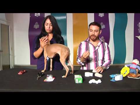 Video: ¿Qué puedes usar como tapones para los oídos de un perro?