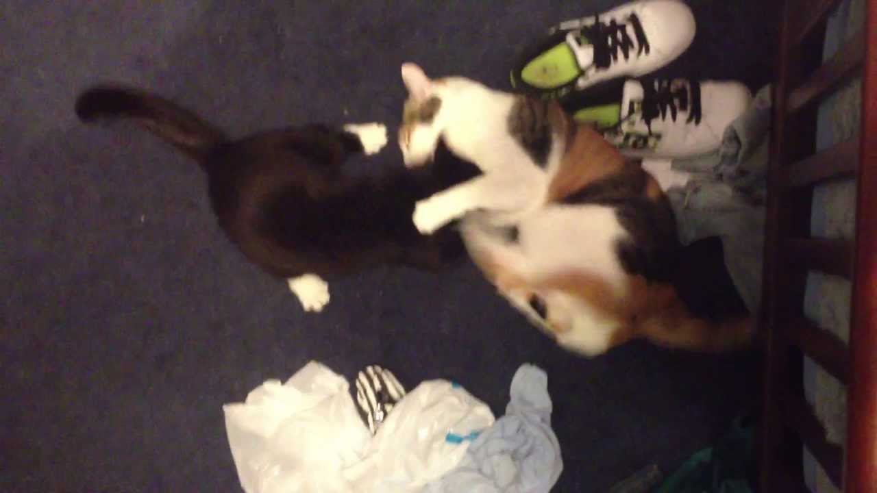 fat-calico-cat-and-tuxedo-cat-fight-youtube