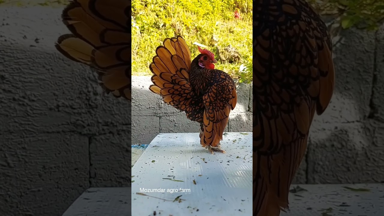 Sebright chicken🐓🐓🐓🐓🐔