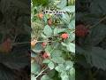 Black berry fruiting 🍒🍒😱😱☘️#fruit #plants #berry #nursery#shorts #viralvideo #nature#blackberry