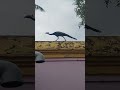 Peacock shows | Peacock walk | Peacock family at Temple | Short Video | National Bird | djthamizh