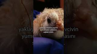 Nesli Tükenmiş Kuşlar Da Geri Geliyor