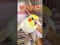 【やみつき】オカメインコはちの脇スポ❣️（指入）＆腹毛モフモフがたまらん！いつものルーティンは健在です（笑） #禁断の脇