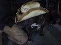 Our Pibble, is a Doggy Diva! Hilarious Dog in Her Cowboy Hat