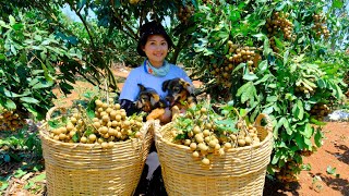 Harvesting Longan & Goes To Market Sell  Cook Lotus Seed Longan Water,  Farm, Gardening, Daily Life