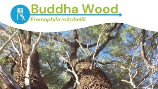 How to Use Buddha Wood Essential Oil
