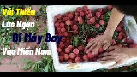 100kg Vải Thiều Lục Ngạn Tươi Rói đi Máy Bay về Bình Dương l Núi Đồi Lục Ngạn