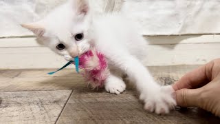 唸りにパンチでおもちゃを独占する子猫が続出お見合い結果のご報告【ポノfam物語43】Kitten monopolizing a toy