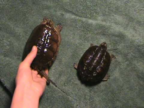 snapping scapula syndrome florida snapping turtle vs. common snapping turtle