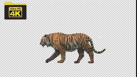 Tiger Walking 4K Animation | Motion Graphics - Envato elements