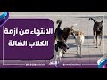 تحديد موعد الانتهاء من أزمة الكلاب الضالة في شوارع القاهرة