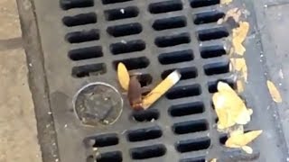 Cigarette Cockroach