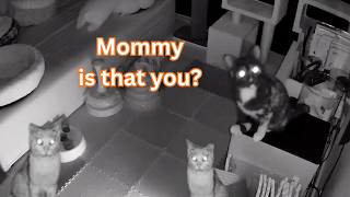 What Cats Do When You're Not Home