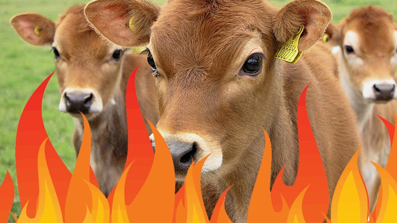 CALVES ON FIRE YouTube