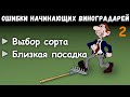 Ошибки начинающих виноградарей. Часть 2