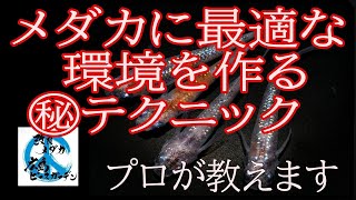 メダカに最適な環境を作り病気にならない元気な個体を育てるテクニック