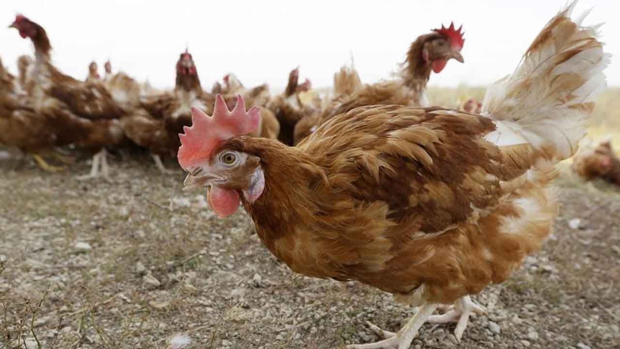 Oklahoma Issues Bird Flu Warning For Poultry Farms - YouTube
