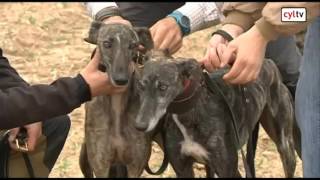 Campeonato de España de Galgos en Nava del Rey, Valladolid (Cuartos de final)