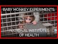 Baby Monkey Experiments Exposed | National Institutes of Health