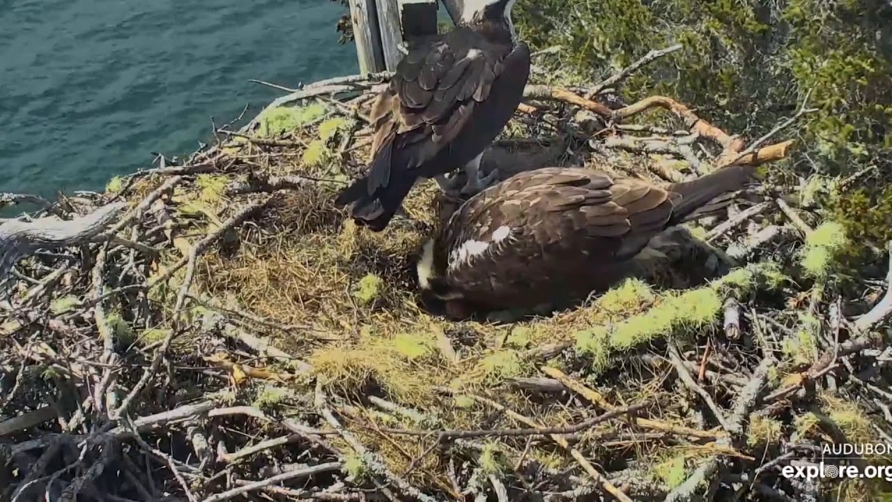 Egg # 1 for Lady and Steve at 1:38 pm EDT - Hog Island Osprey Nest 2020 ...