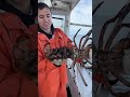 Do lobsters ever stop breeding